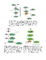 Bhagavan Medical Biochemistry 2001, page 1051